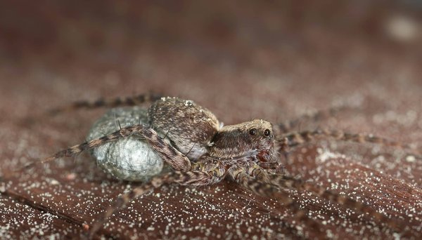 Quels types de sacs en bandoulière minimaliste recommande-t-on pour une journée shopping élégante?